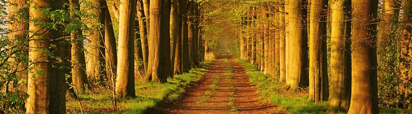 french american heritage foundation, minneapolis, st paul, mn, minnesota, culture, non profit, fahf, fahfminn